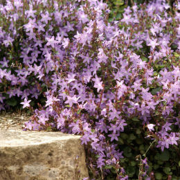 Campanula muralis, portenschlagiana